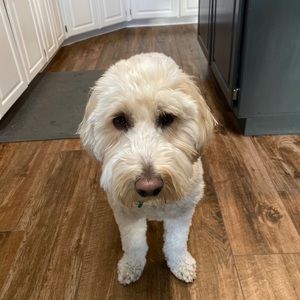 Meet your Posher, Kacey